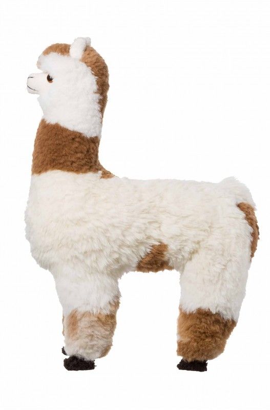 Alpakka utstilling ~ 70cm, hvit med brune partier